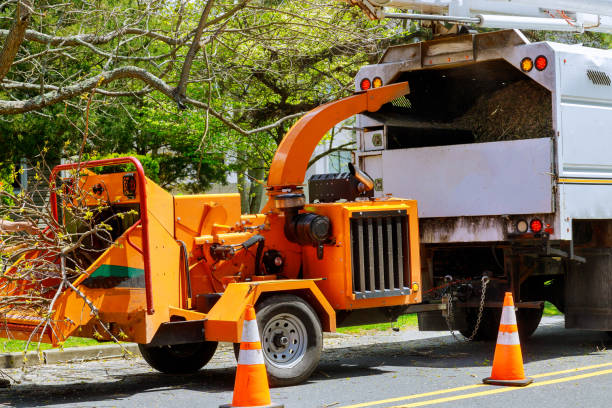 Professional Tree Services in Benton, IL